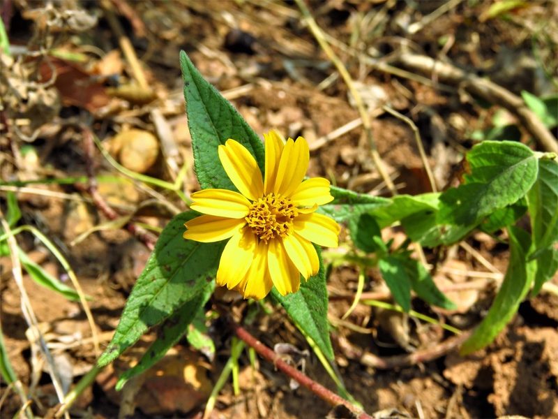 Aspilia pluriseta, photographed by Annika Lindqvist