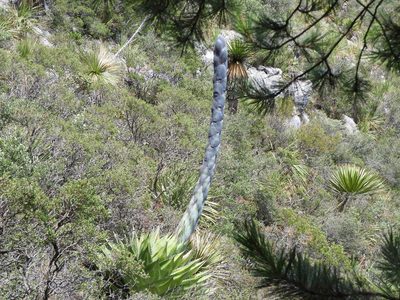 Agave montana, photographed by Leticia Jiménez Hernández