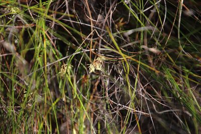Tetraria crinifolia, photographed by Tony Rebelo