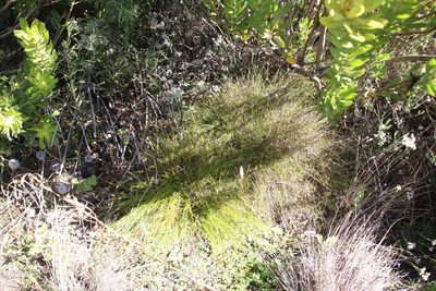 Tetraria crinifolia, photographed by Tony Rebelo