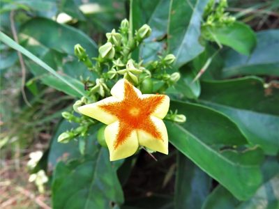 Mussaenda arcuata, photographed by Annika Lindqvist