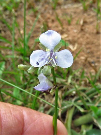 Murdannia simplex, photographed by Annika Lindqvist
