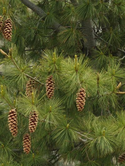 Pinus wallichiana, photographed by Siddarth Machado