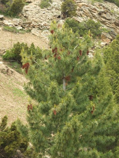 Pinus wallichiana, photographed by Siddarth Machado