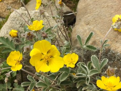 Potentilla argyrophylla, photographed by Siddarth Machado