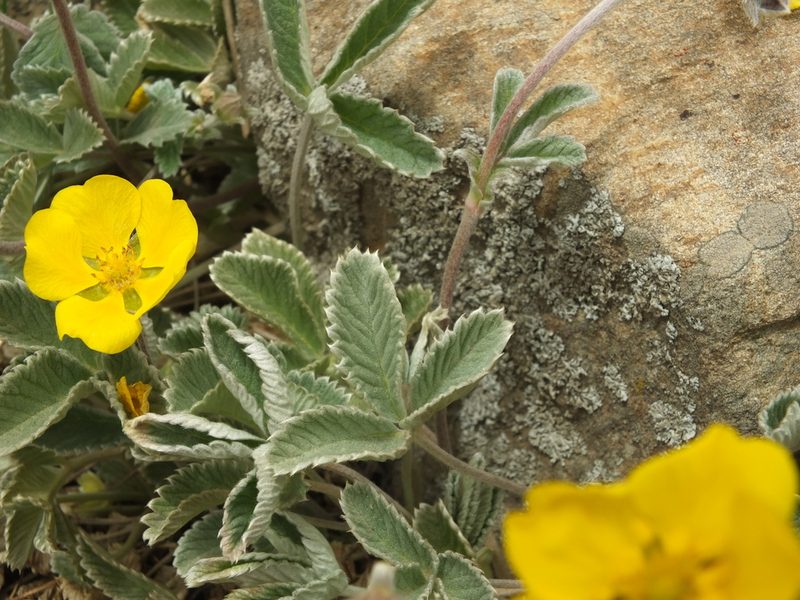 Potentilla argyrophylla, photographed by Siddarth Machado