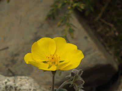 Potentilla argyrophylla, photographed by Siddarth Machado