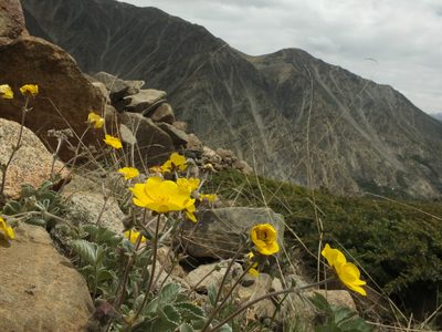 Potentilla argyrophylla, photographed by Siddarth Machado