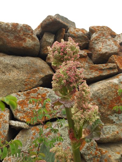 Rheum webbianum, photographed by Siddarth Machado