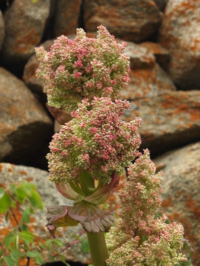 Rheum webbianum, photographed by Siddarth Machado