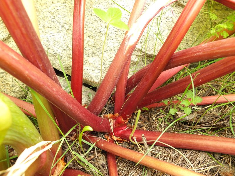 Rheum webbianum, photographed by Siddarth Machado
