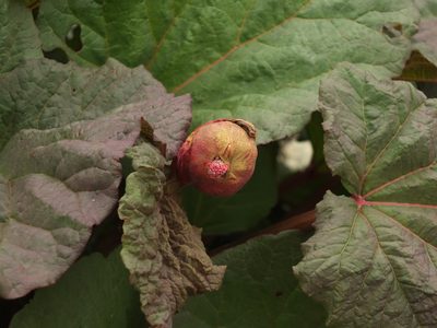 Rheum webbianum, photographed by Siddarth Machado