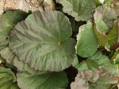 Rheum webbianum, photographed by Siddarth Machado