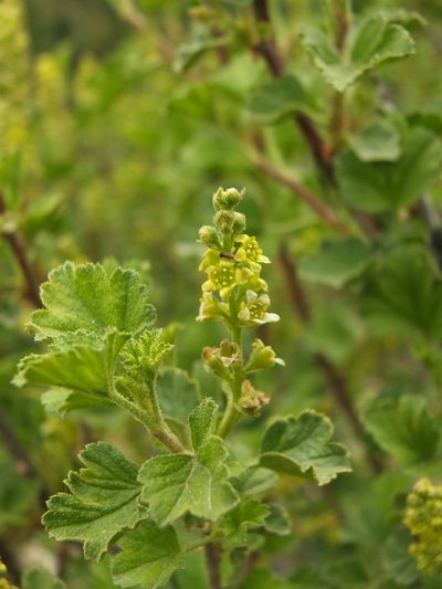 Ribes orientale, photographed by Siddarth Machado