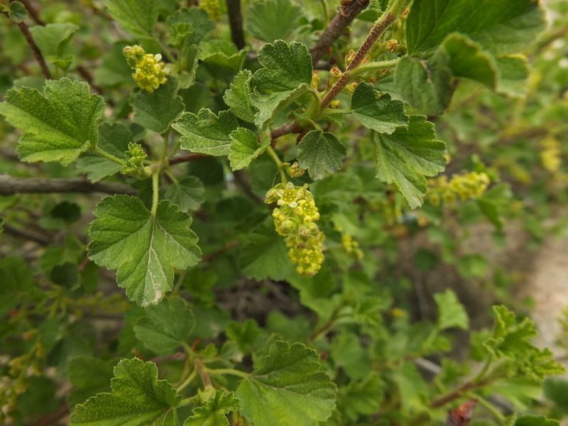 Ribes orientale, photographed by Siddarth Machado