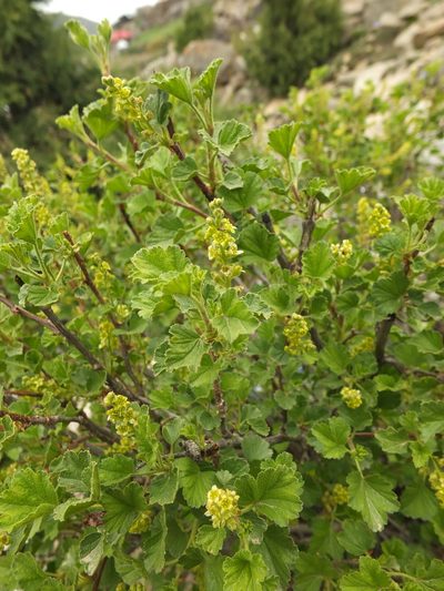 Ribes orientale, photographed by Siddarth Machado