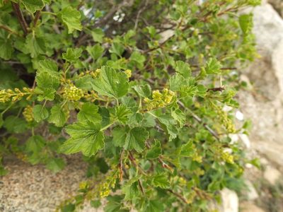 Ribes orientale, photographed by Siddarth Machado