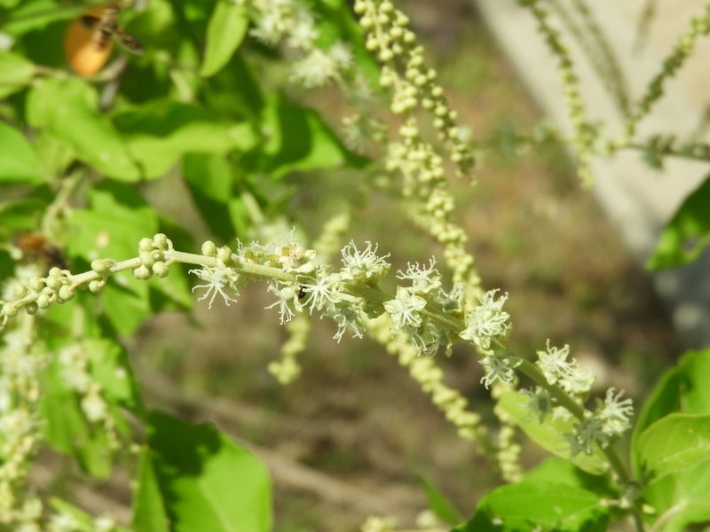 Croton culiacanensis, photographed by Francisco Farriols Sarabia