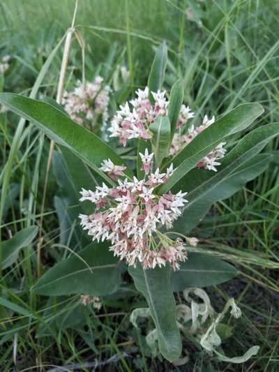 Asclepias hallii, photographed by Rod