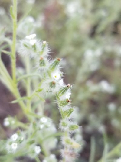 Cryptantha fendleri, photographed by Rod