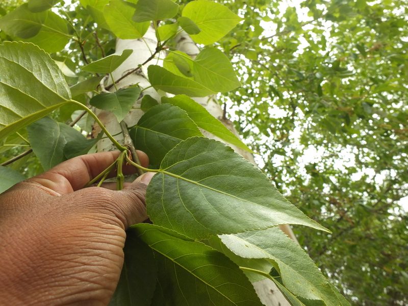 Populus ciliata, photographed by Siddarth Machado