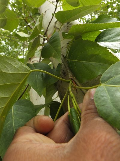Populus ciliata, photographed by Siddarth Machado