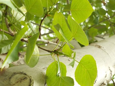 Populus ciliata, photographed by Siddarth Machado