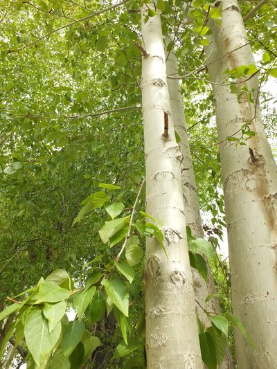 Populus ciliata, photographed by Siddarth Machado