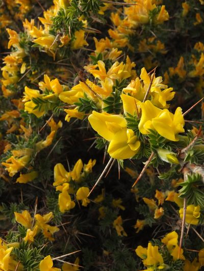 Astragalus grahamianus, photographed by Siddarth Machado