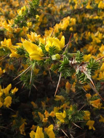 Astragalus grahamianus, photographed by Siddarth Machado