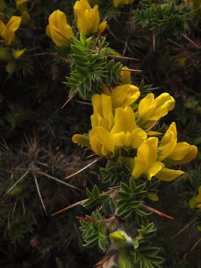 Astragalus grahamianus, photographed by Siddarth Machado