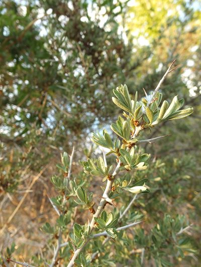 Hippophae tibetana, photographed by Siddarth Machado