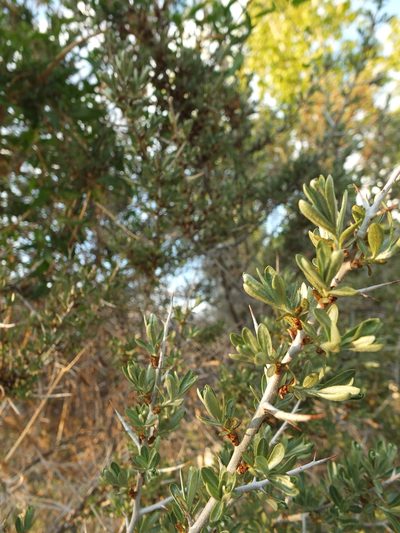 Hippophae tibetana, photographed by Siddarth Machado