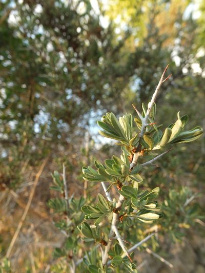 Hippophae tibetana, photographed by Siddarth Machado