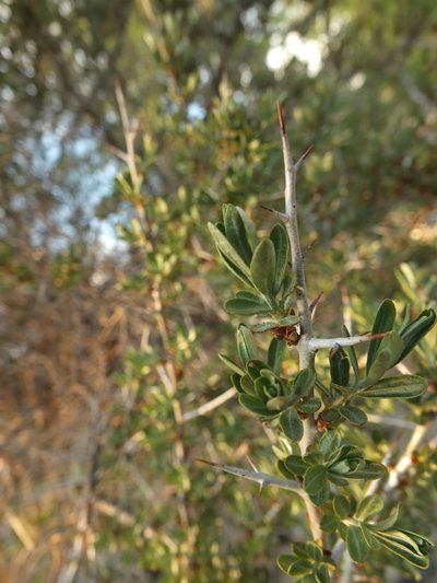 Hippophae tibetana, photographed by Siddarth Machado