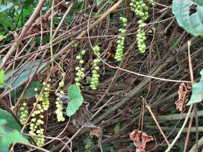 Alchornea cordifolia