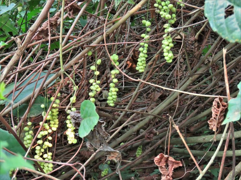 Alchornea cordifolia, photographed by Annika Lindqvist