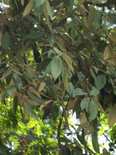 Quercus leucotrichophora, photographed by Siddarth Machado
