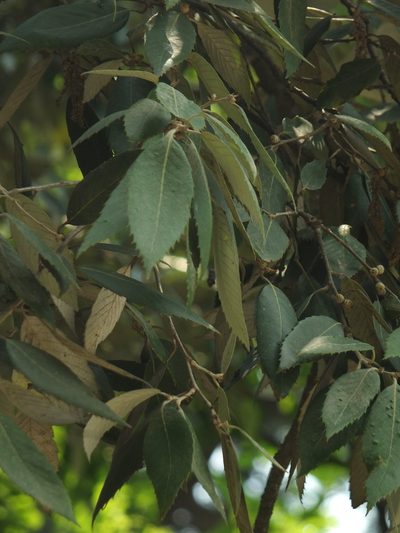 Quercus leucotrichophora, photographed by Siddarth Machado