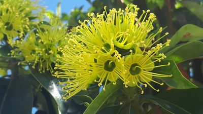 Xanthostemon chrysanthus, photographed by Ong Jyh Seng