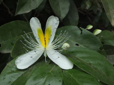 Capparis brevispina, photographed by Siddarth Machado