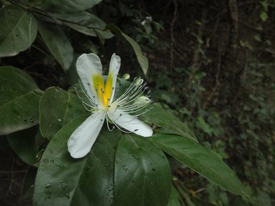 Capparis brevispina, photographed by Siddarth Machado