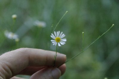 Boltonia diffusa, photographed by Eric Knight