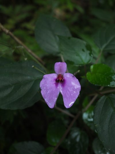 Impatiens cordata, photographed by Siddarth Machado
