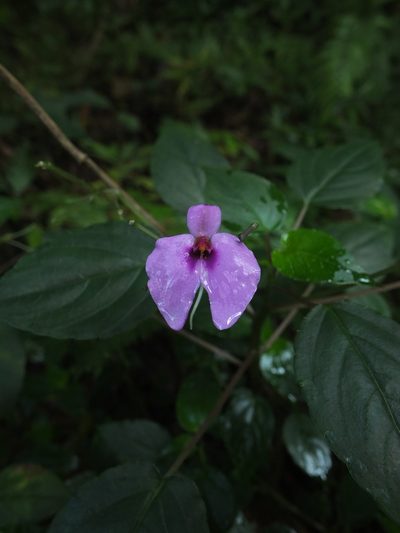 Impatiens cordata, photographed by Siddarth Machado