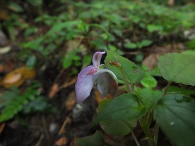 Impatiens cordata, photographed by Siddarth Machado