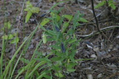 Crotalaria sagittalis, photographed by Eric Knight
