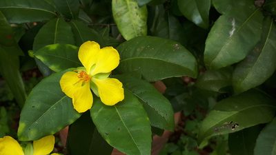 Ochna thomasiana, photographed by Ong Jyh Seng