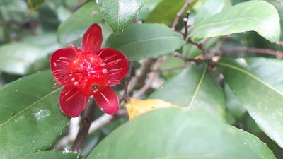 Ochna thomasiana, photographed by Ong Jyh Seng