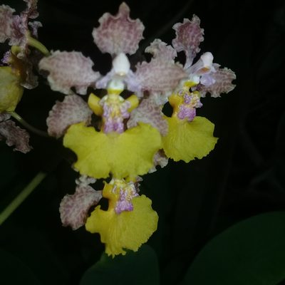Trichocentrum andreanum, photographed by HERNÁNDEZ RAMOS MARÍA ELENA